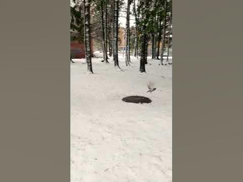 север, Коми, начало октября. - YouTube