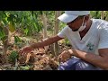 Coringa Agrofloresta: sistema sem irrigação e com espécies estratégicas