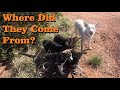 Stray Dogs On Our Property - RV Living Off Grid