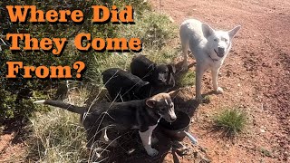 Stray Dogs On Our Property - RV Living Off Grid