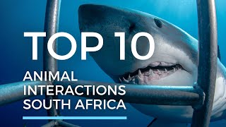Top 10 Animal Interactions in South Africa