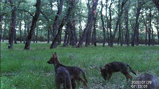Seis lobeznos (Canis lupus signatus) exploran sus próximos dominios 67-68.