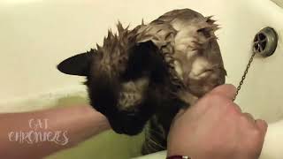 This is how I get bathed #1 | Cat Chronicles by Cat Chronicles 88 views 3 months ago 59 seconds