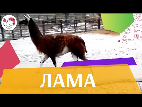 Лама Особенности и среда обитания на ilikepet