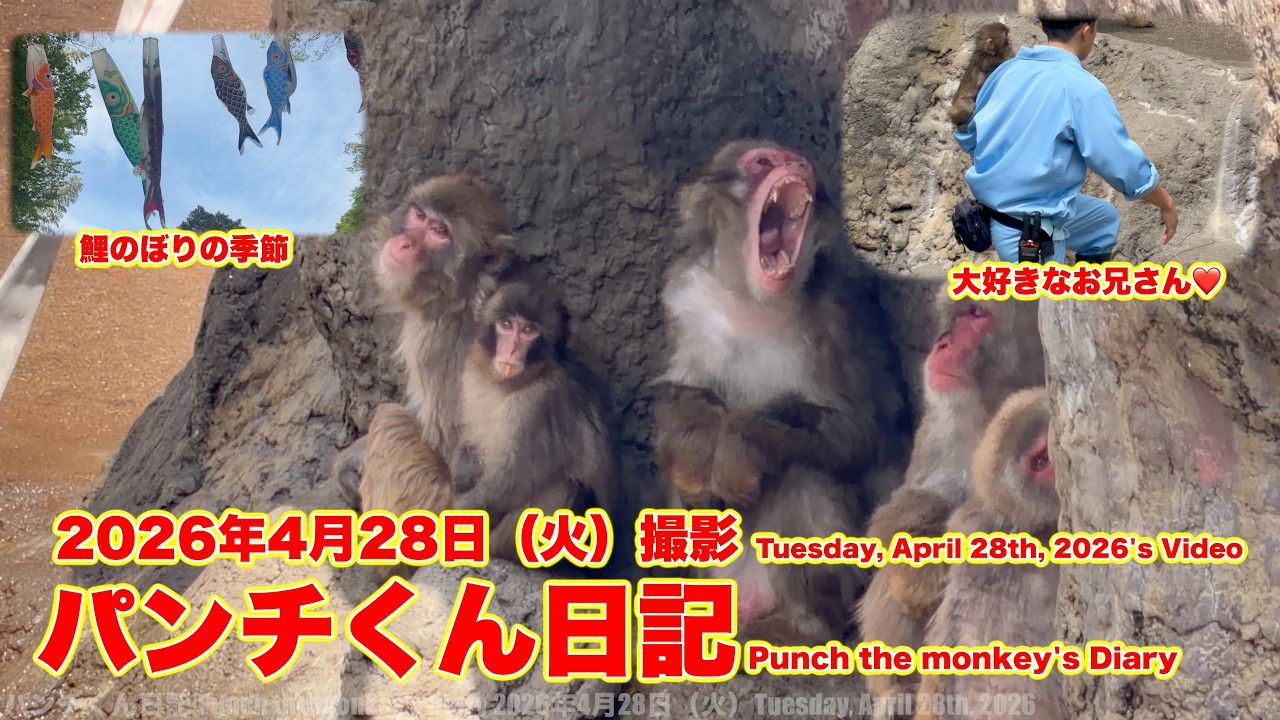 パンチくん日記【2026年4月28日撮影】鯉のぼりの季節 市川市動植物園