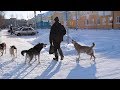 Проблема дикой собачьей стаи решилась неожиданно. Real video