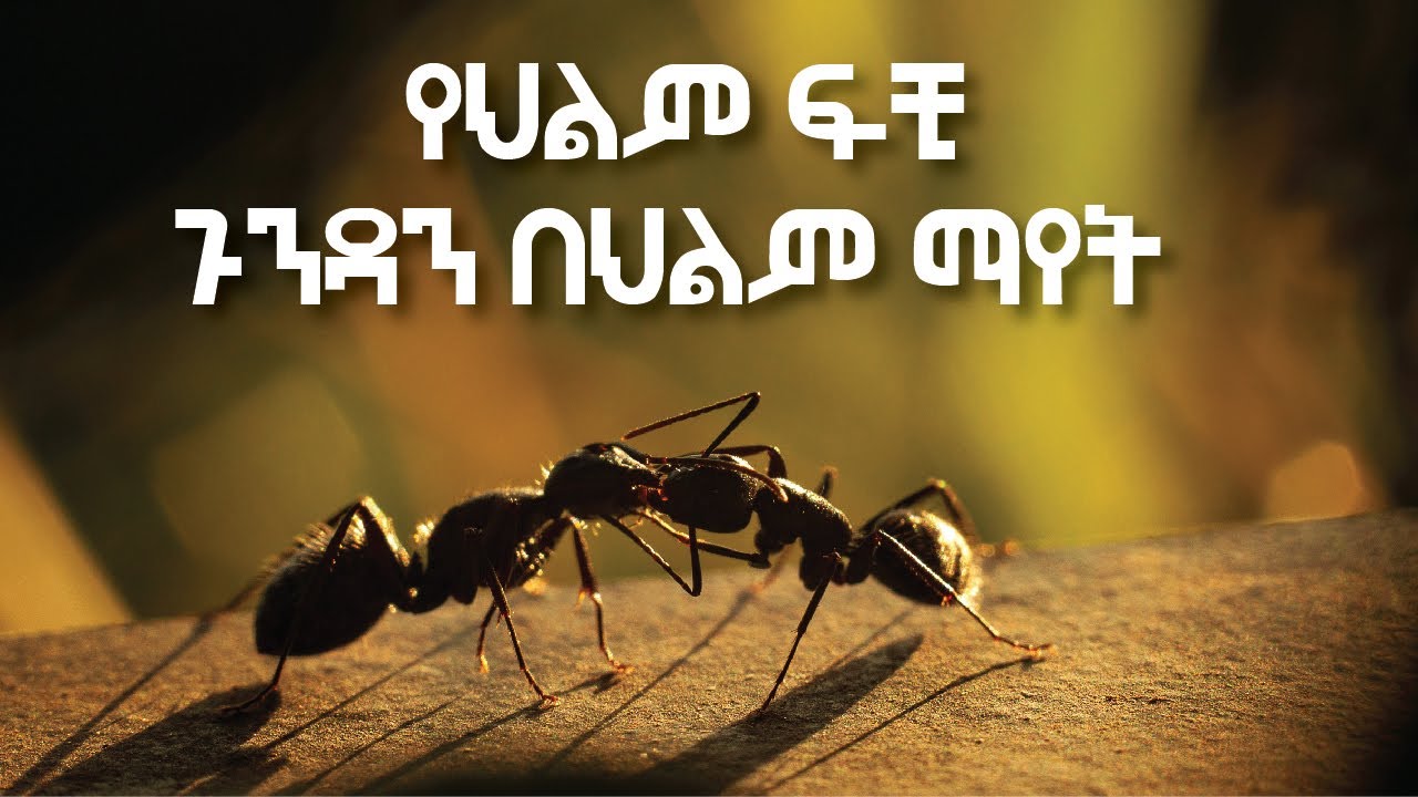 በህልም ጉንዳን መመልከት