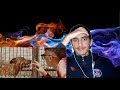 Riad Bouroubaz CV 19 Vol 2 Clip Officiel REACTION