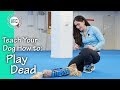 Teach Your Dog How to Play Dead - AKC Trick Dog Teach Your Dog How to Play Dead - AKC Trick Dog