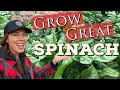 Tips  tricks for growing great spinach from seed