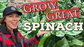 Tips & Tricks for Growing Great Spinach from Seed