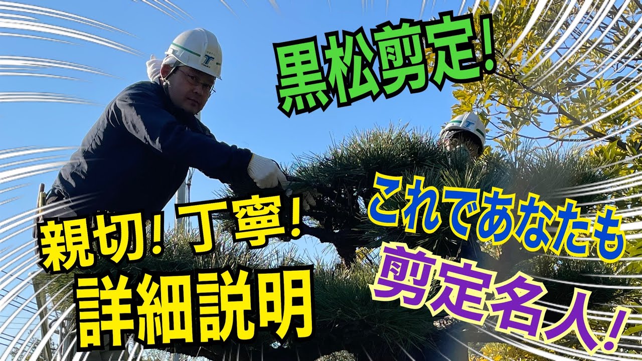 黒松剪定（説明付き！）