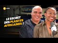 Avs le secret des plantes africaines   nader alami et therence fouemkeu