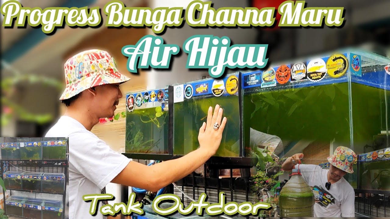 Progress Channa Maru Dengan Air Hijau ❓❓