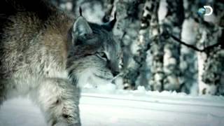 Battling A Lynx | Yukon Men