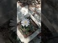 Кактус цветет, на иврите: кактус порЭах קקטוס פורח