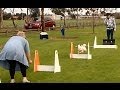Fun Learning Flyball - Altona Dog Obedience Club style - Australia. Fun Learning Flyball - Altona Dog Obedience Club style - Australia.