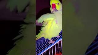 Parrot Sneezing