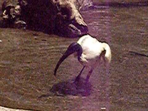 クロトキの激しい水浴