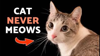 Is Your Cat UNHAPPY? 😿🔇 7 Reasons Why Some Cats Never Purr or Meow