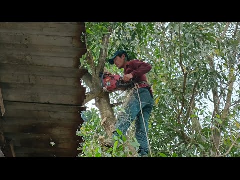 Video Cưa cây tràm bông vàng sao nhà mục nát .Cưa cây kỹ... - youtube