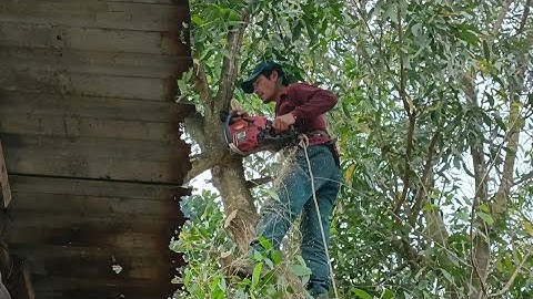 Cưa cây tràm bông vàng sao nhà mục nát .Cưa cây kỹ thuật cao .