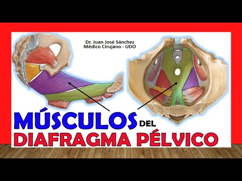 Vídeo: Diagrama Y Función De Los Músculos De La Pelvis - Mapas Corporales