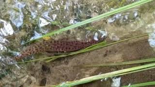 Salamander Walking Up A Stream