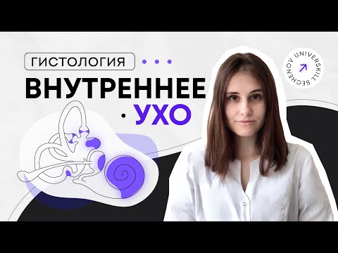 Гистология | Кортиев орган