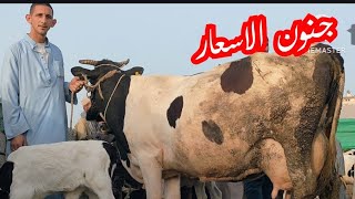 جنون الاسعار تنفجر فى البقر الوالد من سوق كفر الشيخ اليوم2023/5/17