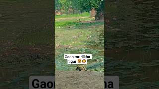 tigar 🦁🐯 #tigar #animel #explore #shorts #ytshorts #viral