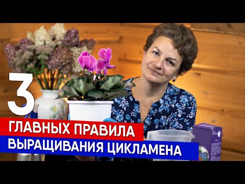 Три главных правила выращивания цикламена