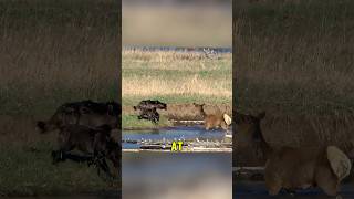 Moose Mom Outsmarts The Wolves