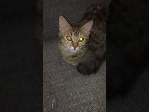 تنكتو من كتو