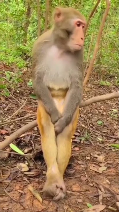 Monyet Melamun, Mentahan VIRAL!!