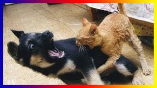 Funny Dog Playing With Cat - Funny Dog | Funny Cat Video by Lisa Hudberman 35 views 7 years ago 14 minutes, 38 seconds