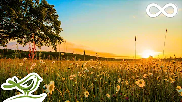 Sunrise: Peaceful Relaxing Music with Piano, Flute, Violin, Guitar & Birds Chirping