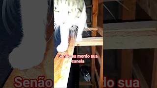 assim você não me acha amor #fypage #shortvideo #gatos #pets #cats #musica