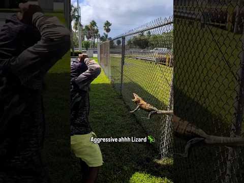 THIS LIZARD WAS STANDING ON BUSINESS! #viral #shorts