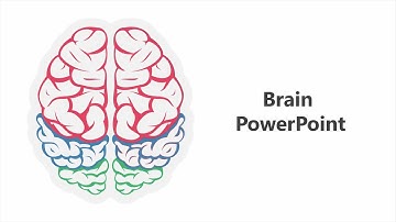 Brain  PowerPoint Presentation