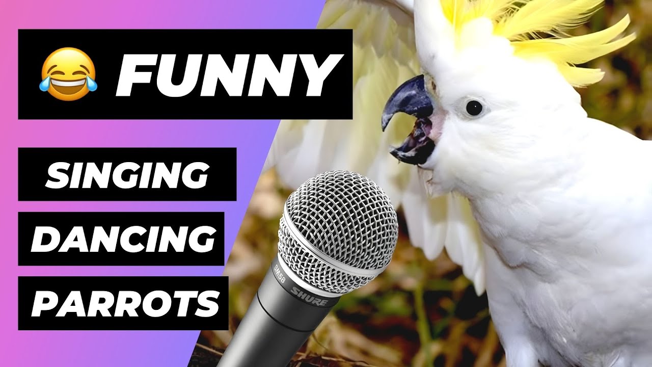 loro clipart Loros Cantando 🔴 Loros Hablando Vídeo Recopilación (2018) Parrots Singing and Dancing Compilation