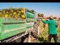 Así es la horticultura de Madrid. Madrid también es campo