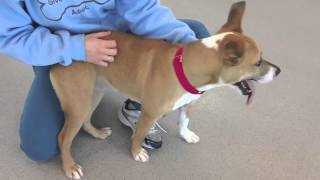 Winter, a 1-year-old male Shepherd/Terrier mix available at the Wisconsin Humane Society