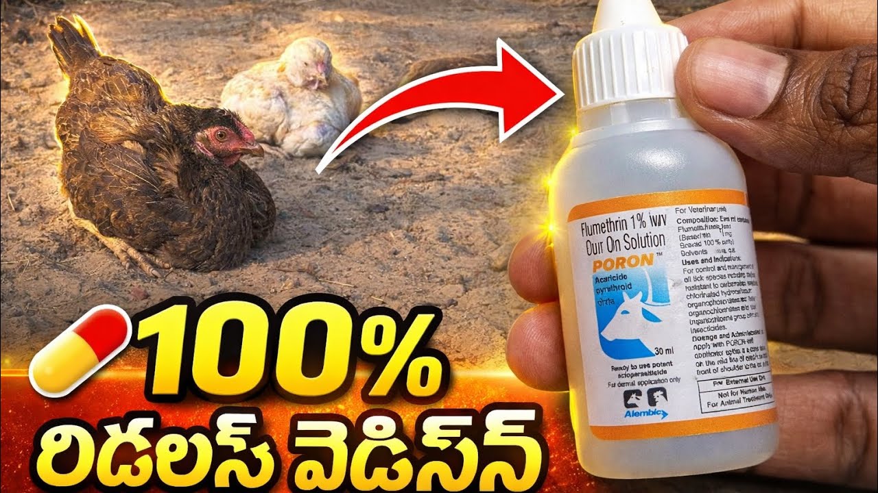 💊 100% రిజల్ట్ మెడిసిన్#KodiPallu#ChickenMites#PoultryMedicine#Flumethrin#DesiKodi#PoultryCare#