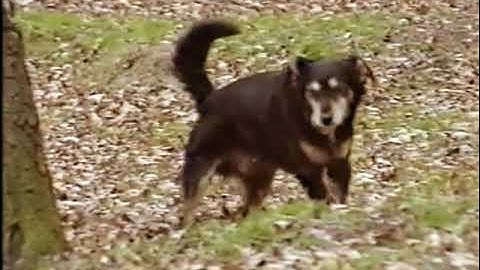 HARROW WEALD COMMON (28th March 1993)