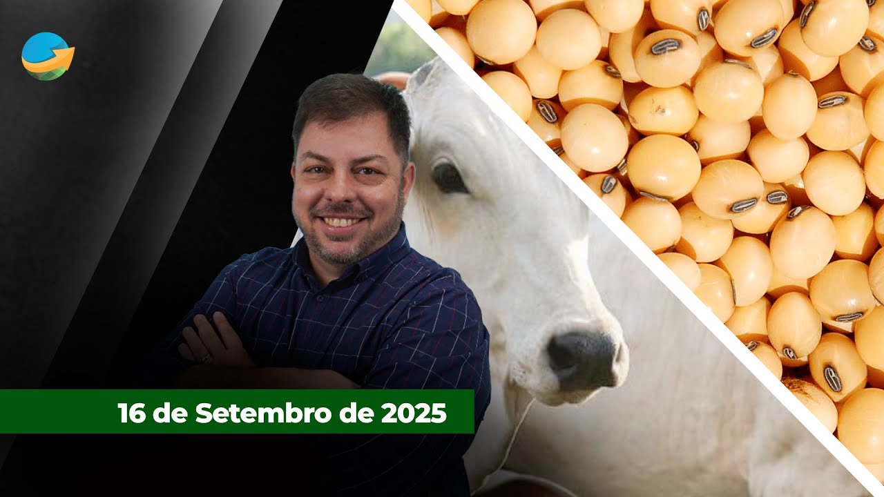 Praças paulistas registram queda nos preços da arroba do boi, da novilha e da vaca; soja sobe em...