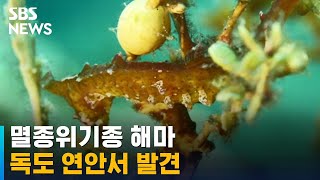 귀한 몸 해마, 독도 연안서 발견…생태학적 가치 '입증' / SBS