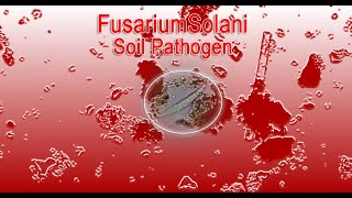 Fusarium Solani, (Fungal Pathogen) in soil sample