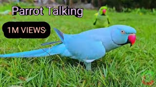 Parrots Talking and Having Fun🦜🐥👍