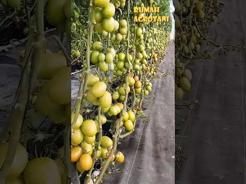 Video: Greenhouse Grown Tomatoes - Pelajari Cara Menanam Tomat Di Rumah Kaca